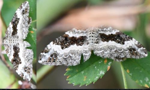 Epirrhoe alternata